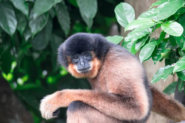 Monos araña Ateles geoffroyi mono mientras está en un árbol — Foto de Stock