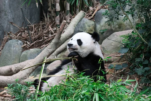 Panda bear close up shot while eating bamboo