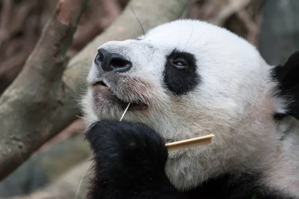 Panda bear close up shot while eating bamboo