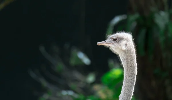 Ostrichs hoofd terwijl ze agressief en iedereen aanvallen — Stockfoto