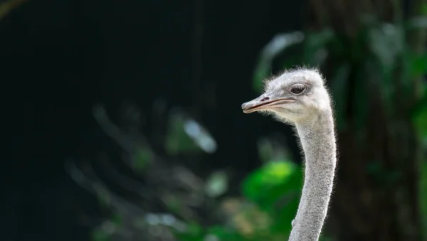 Straußenköpfe, während sie aggressiv sind und jeden angreifen — Stockfoto