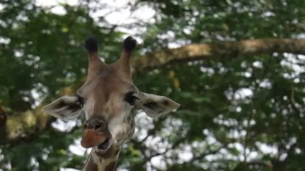 Zürafalar Hayvanat Bahçesinde Yemek Yerken Çiğnerken Yakın Çekim Yaptı — Stok video