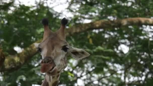 长颈鹿在动物园里吃和咀嚼食物时头部特写镜头 — 图库视频影像