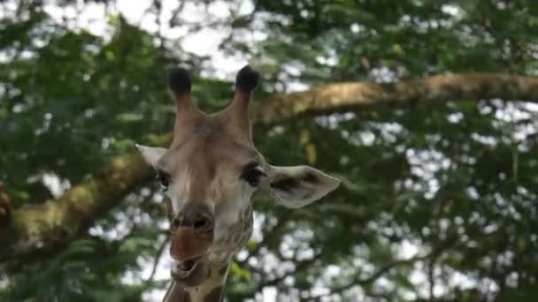 Zürafalar Hayvanat Bahçesinde Yemek Yerken Çiğnerken Yakın Çekim Yaptı — Stok video
