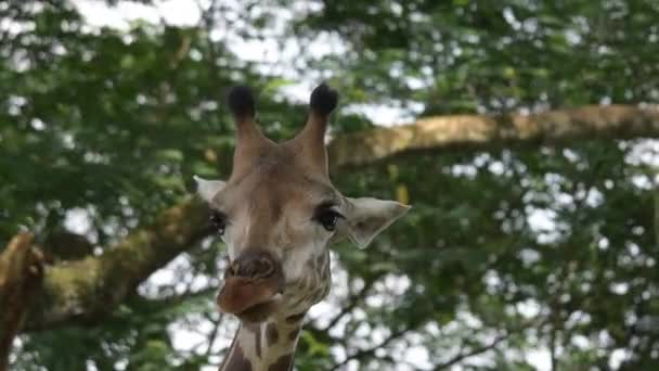 Giraffes při jídle a žvýkání jídla v zoo
