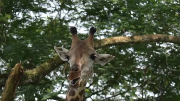 Giraffenkopf Großaufnahme Beim Essen Und Kauen Zoo Erschossen — Stockvideo