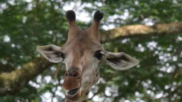 Girafas Cabeça Close Tiro Enquanto Come Mastigar Comida Zoológico — Vídeo de Stock