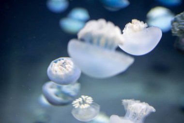 Bulanık ırk nehir denizanası türleri büyük sürüler oluşturur 