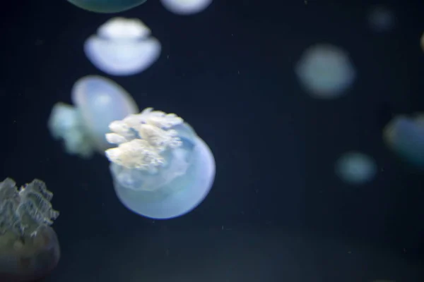 Blurry breede river jellyfish species forms large swarms in the