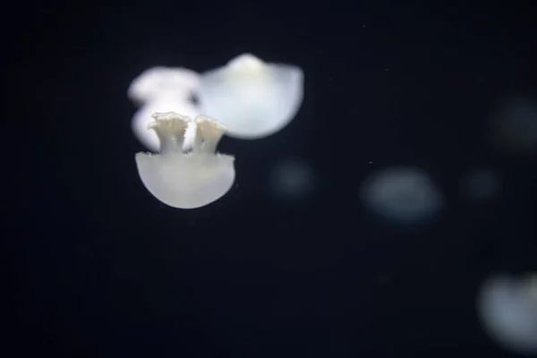 Blurry breede river jellyfish species forms large swarms in the