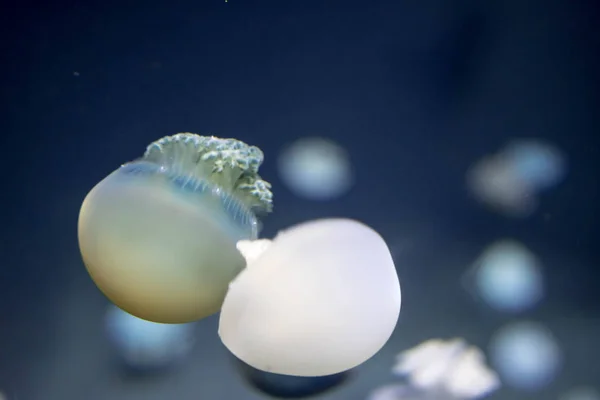 Rozmazané druhy medúzovitých druhů tvoří velké Romy v — Stock fotografie