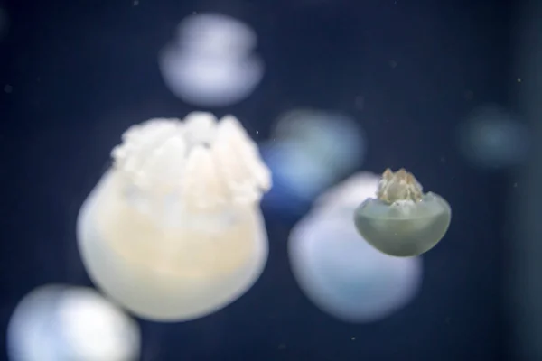 Blurry breede river jellyfish species forms large swarms in the