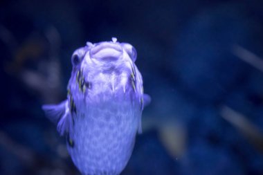 Bir kirpi kirpi balıkların bulanık fotoğraf i çilli porcupinefish