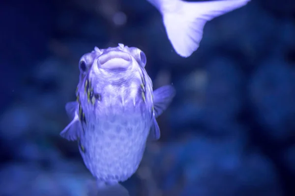 Elmosódott fotó egy Porcupine puffer hal szeplős porcupinefish i — Stock Fotó