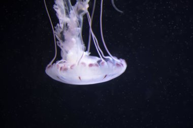 Bulanık beyaz renkli jöle balıkları uzun t ile sularda yüzen