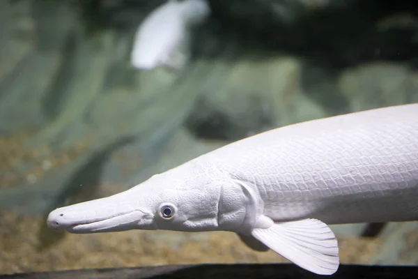 Verschwommenes Foto eines Albino-Alligators gar in einem klaren Aquarium. whit — Stockfoto