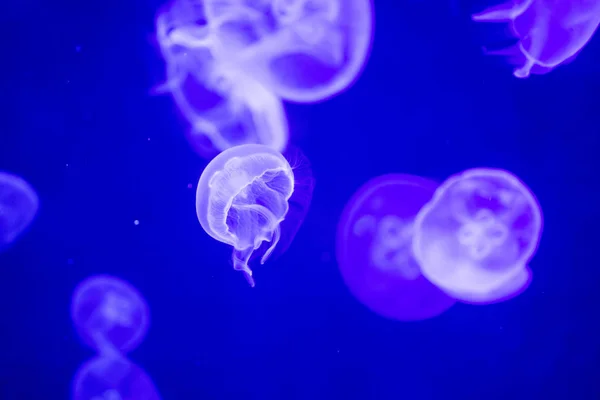 Размытые разноцветные медузы, плавающие по воде. Желе Green Moon — стоковое фото