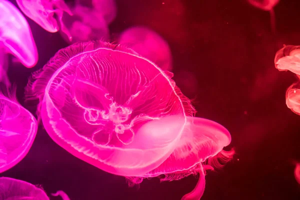 Elmosódott színes jellyfishes úszó vizeken. Zöldhold zselés — Stock Fotó