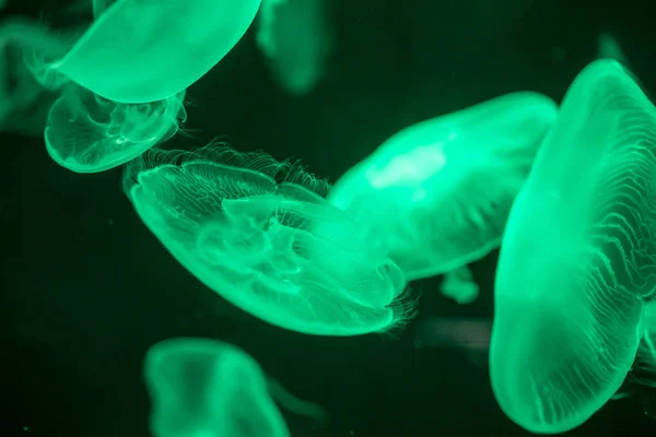 Meduse Sfocate Colorate che galleggiano sulle acque. Gelatina di luna verde — Foto Stock