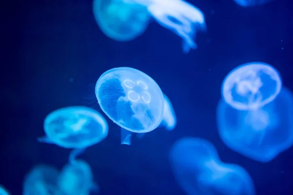 Suddiga färgglada maneter flyter på vatten. Blå månen jellyf — Stockfoto