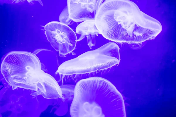 Elmosódott színes jellyfishes úszó vizeken. Kék hold jellyf — Stock Fotó