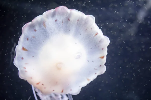 Blurry white colored jelly fishes floating on waters with long t — Stock Photo, Image