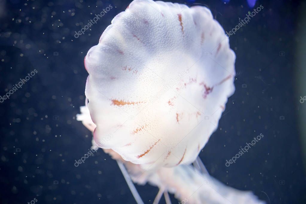 Blurry white colored jelly fishes floating on waters with long t