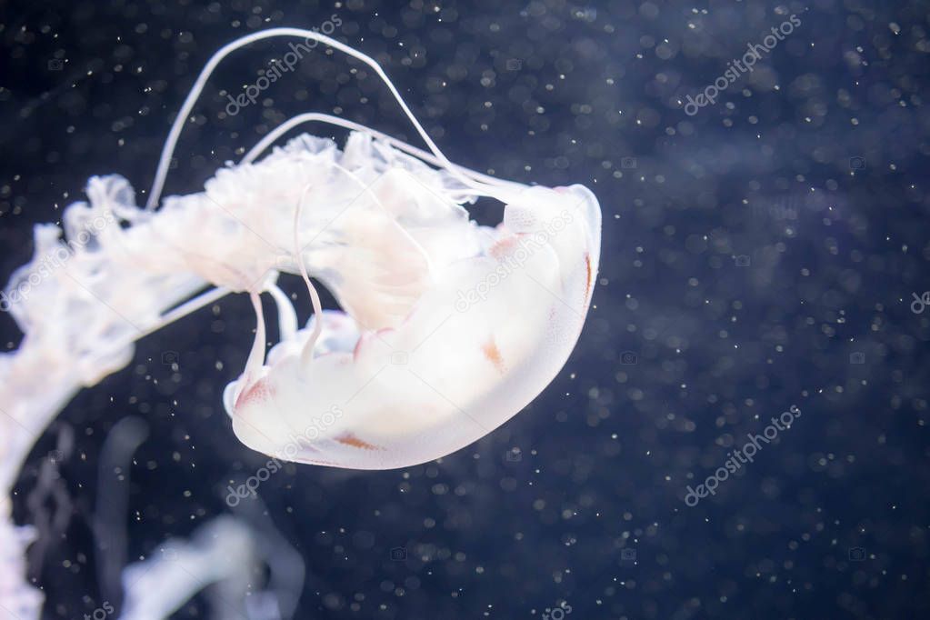 Blurry white colored jelly fishes floating on waters with long t