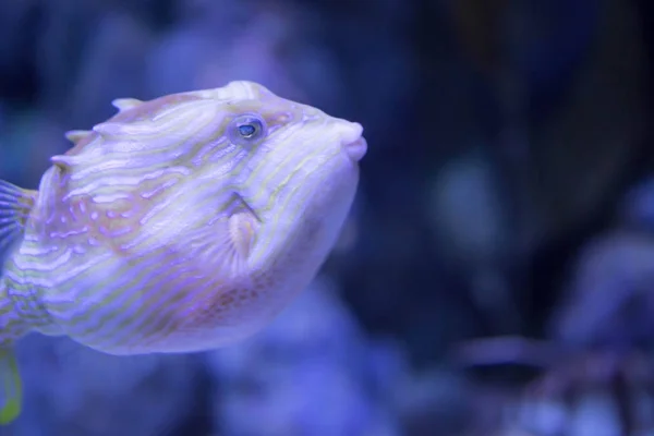 Photo floue d'un poisson-globe de porc-épic aux taches de rousseur i — Photo