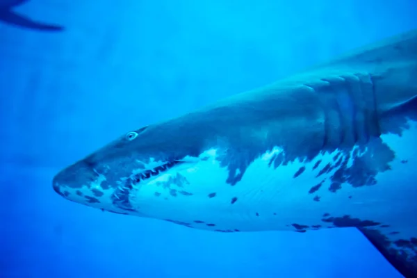 Foto borrada de um tubarão-tigre em um aquário azul. Dentes grandes de um — Fotografia de Stock