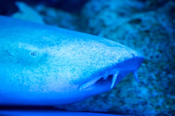 蓝色水族馆中护士鲨鱼头部的模糊照片 — 图库照片