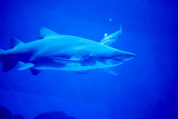 Blurry photo of a Tiger Shark in a blue aquarium. Big teeth of a — Stock Photo, Image