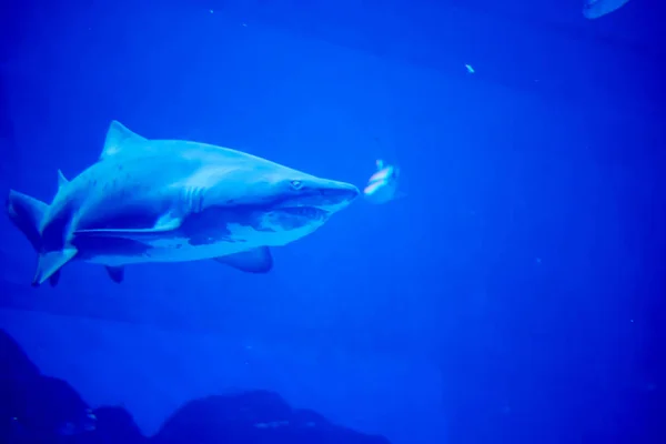 Blurry photo of a Tiger Shark in a blue aquarium. Big teeth of a — Stock Photo, Image