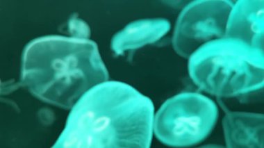 Ay denizanası Aurelia aurita kırmızı yarı saydam renk ve koyu arka plan Bulanık Video. Aurelia aurita (ayrıca ortak denizanası, ay denizanası, ay jölesi veya tabak jöle denir)