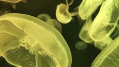 Ay denizanası Aurelia aurita kırmızı yarı saydam renk ve koyu arka plan Bulanık Video. Aurelia aurita (ayrıca ortak denizanası, ay denizanası, ay jölesi veya tabak jöle denir)