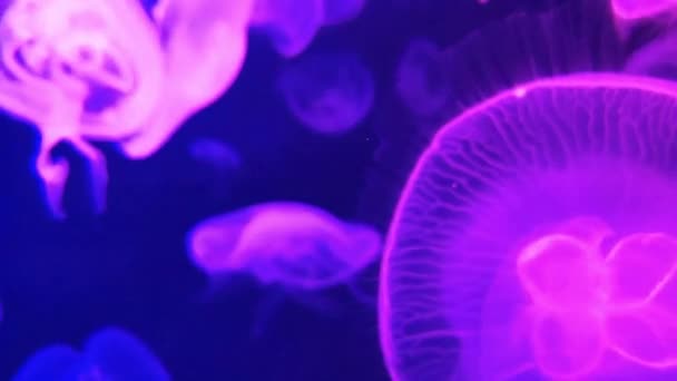 Blurry Video Moon Jellyfish Aurelia Aurita Красный Полупрозрачный Цвет Темный — стоковое видео
