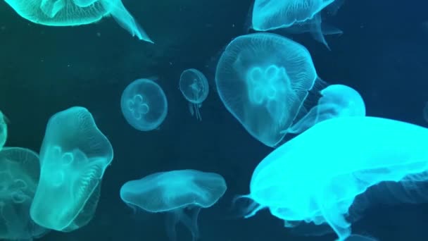 Blurry Video Moon Jellyfish Aurelia Aurita Czerwony Półprzezroczysty Kolor Ciemne — Wideo stockowe