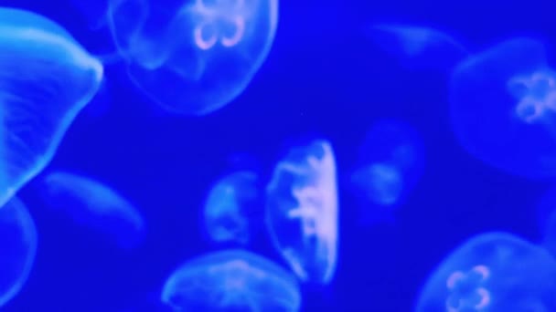 Blurry Video Moon Jellyfish Aurelia Aurita Red Translucent Color Dark — Stock Video