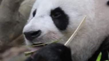 Bir çiğneme bambu yerken Panda Bear closeup video. Panda Bear Closeup baş ve yüz