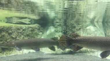 Timsah Gar berrak bir akvaryumda. Berrak suda yırtıcı timsah gar
