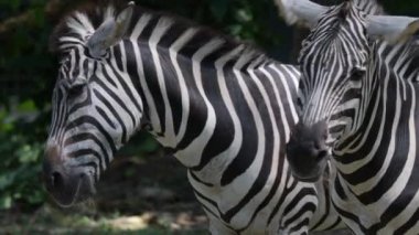 Zebra'nın başları hayvanat bahçesinde dinlenirken kapanır. Stripes Zebra kafaları yakın çekim