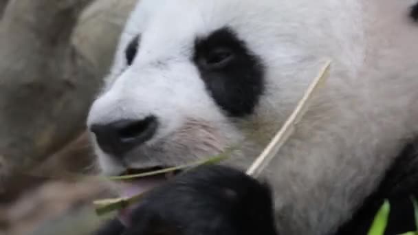 Panda Bear Closeup Vídeo Enquanto Come Bambu Mastigando Panda Bear — Vídeo de Stock