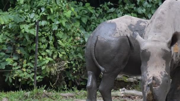 Rinoceronte Blanco Zoológico Rinoceronte Blanco Peligro Extinción Mientras Come Bosque — Vídeos de Stock