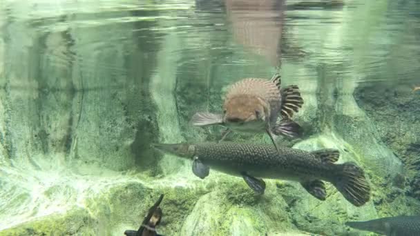 Alligator Gar Acuario Transparente Agar Cocodrilo Depredador Agua Clara — Vídeos de Stock