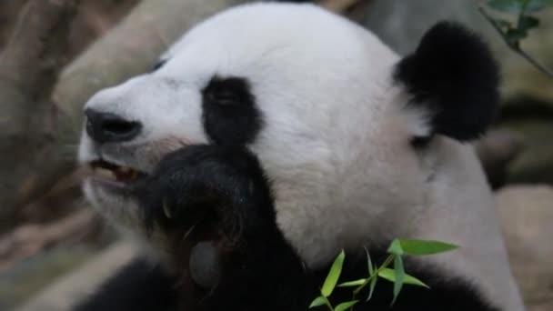 Panda Bear Closeup Video Medan Äter Tugga Bambu Panda Bear — Stockvideo