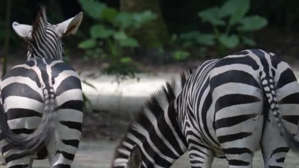 Zebras Machając Ogonami Zebra Tyłek Ogony — Wideo stockowe