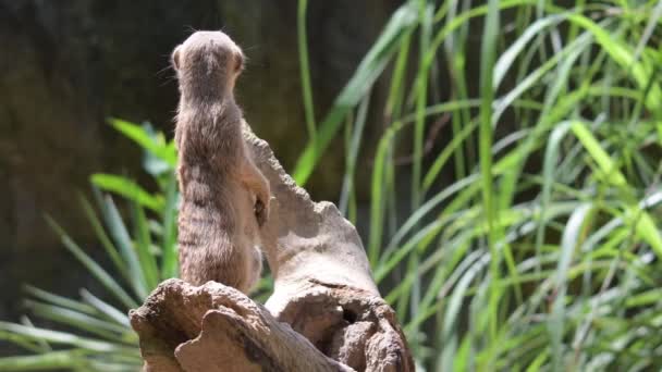 Meerkats Pie Sobre Una Roca Mirando Alrededor Meerkat Observando Pie — Vídeo de stock