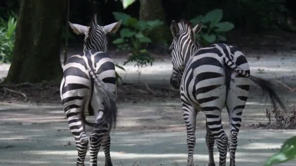 Zebras Machając Ogonami Zebra Tyłek Ogony — Wideo stockowe