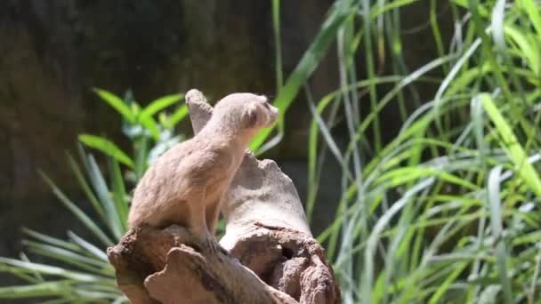 Meerkats Pie Sobre Una Roca Mirando Alrededor Meerkat Observando Pie — Vídeo de stock