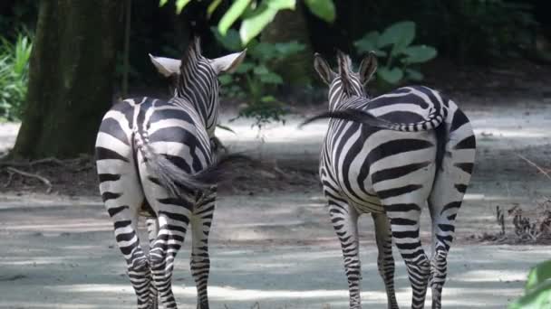 Zebra Achter Terwijl Wuiven Hun Staarten Zebra Kont Staarten — Stockvideo